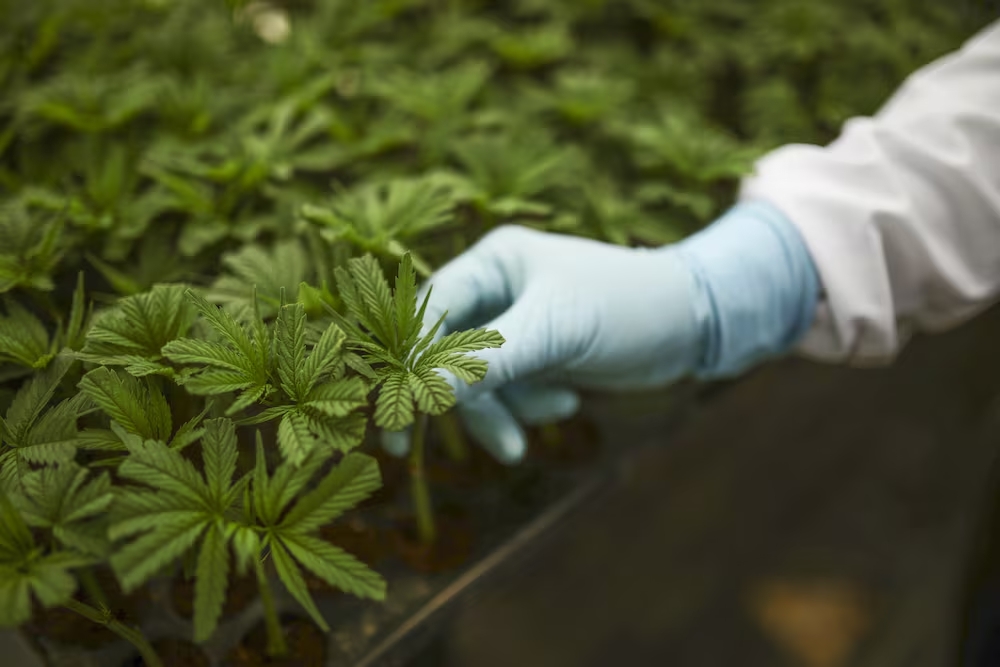 Un trabajador revisaba plantas de cannabis para su uso medicinal en una granja colombiana, en noviembre de 2021.